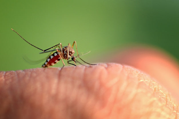 Say 🙅🏻‍♂️🙅🏻‍♀️ to Mozzies